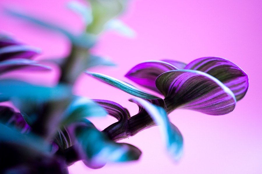 colored home plant with green pink leaves white pot pink copy