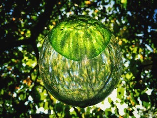 reflection trees crystal ball forest